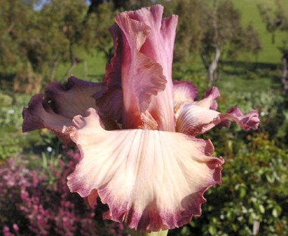 Pink Charming - tall bearded Iris