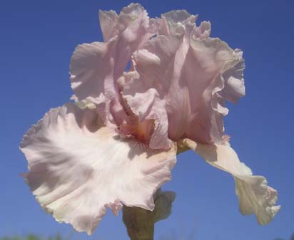 Pink Dancer - reblooming tall bearded Iris