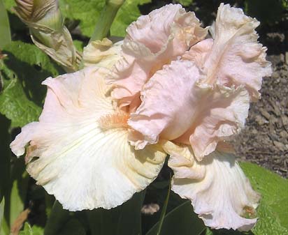 Pink Horizon - tall bearded Iris