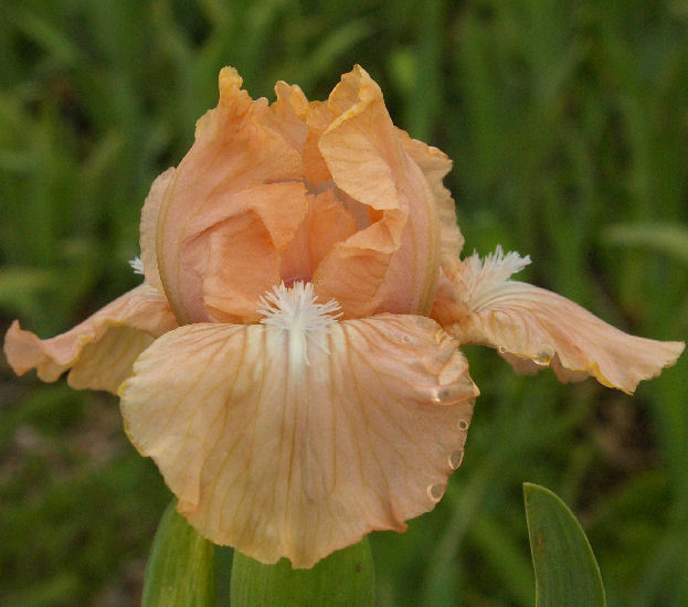 Pink Smash - SDB Standard Dwarf Bearded