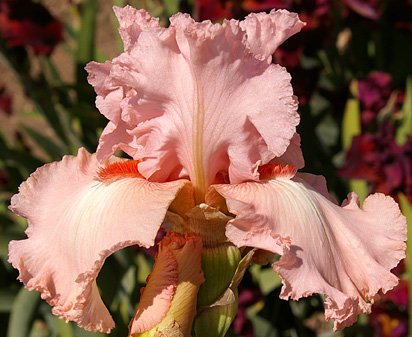 Pink Swan - tall bearded Iris