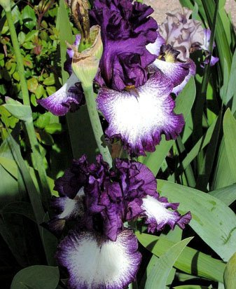 Pirates' Den - tall bearded Iris