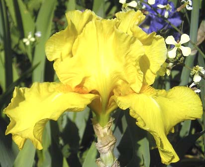 Pirate's Quest - tall bearded Iris