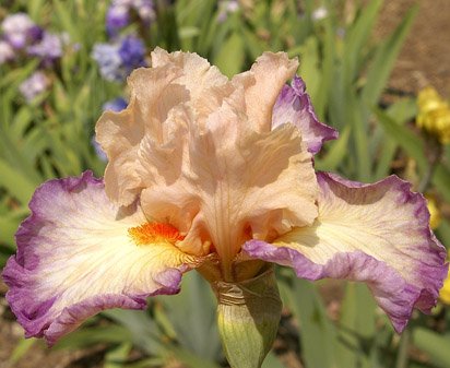 Planned Treasure - fragrant tall bearded Iris