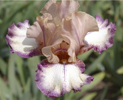 Platform - tall bearded Iris