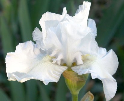 Platinum - reblooming tall bearded Iris