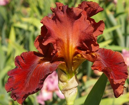 Play With Fire - tall bearded Iris