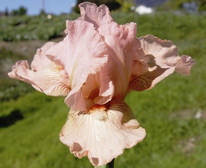 Plaza Pink - Intermediate bearded Iris