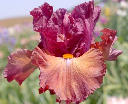 Pleasant Surprise - tall bearded Iris
