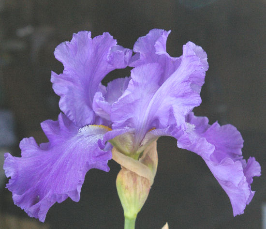 Pledge Allegiance - tall bearded Iris