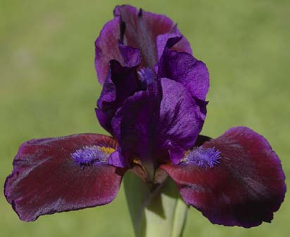Plum Wine - reblooming SDB Standard Dwarf Bearded