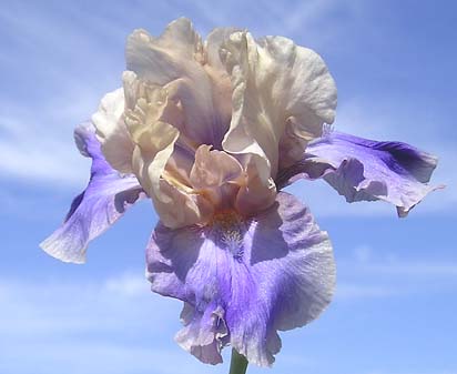 Poem of Ecstasy - reblooming tall bearded Iris