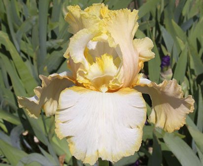 Poetic - tall bearded Iris