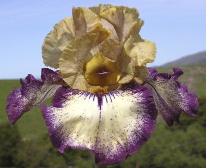 Point Made - fragrant reblooming tall bearded Iris