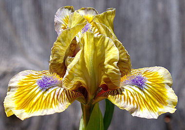 Pokemon - fragrant reblooming MDB Miniature Dwarf Bearded Iris