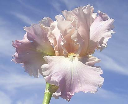 Pond Lily - reblooming tall bearded Iris