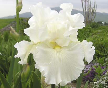 Porcelain Frills - reblooming tall bearded Iris