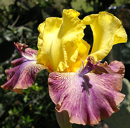 Power Lines - tall bearded Iris