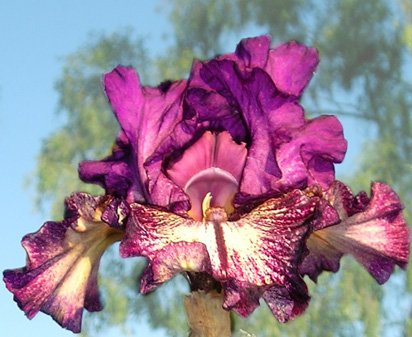 Power Surge - reblooming tall bearded Iris