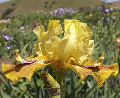 Praetorian Guard - tall bearded Iris