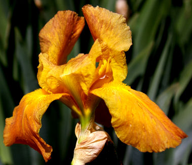 Prairie Sunset - tall bearded Iris