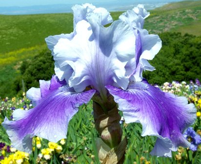 Premonition - reblooming tall bearded Iris