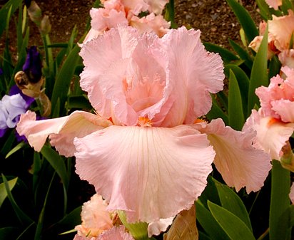 Presence - fragrant tall bearded Iris