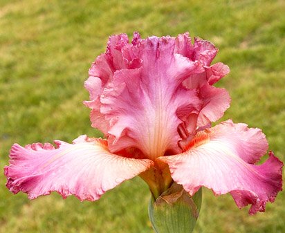 Prestige Item - tall bearded Iris