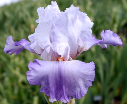 Pretaporter - fragrant tall bearded Iris