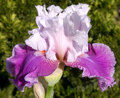 Prima Beauty - tall bearded Iris