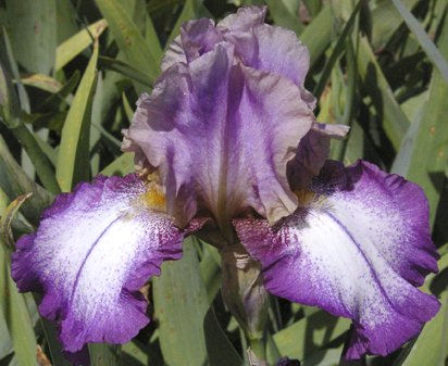 Prince Charming - reblooming tall bearded Iris