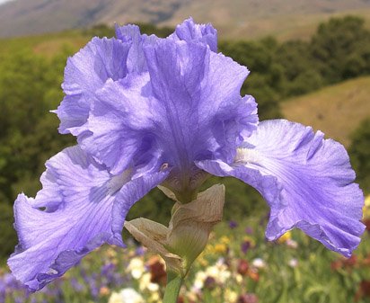 Prince of Tides - fragrant tall bearded Iris