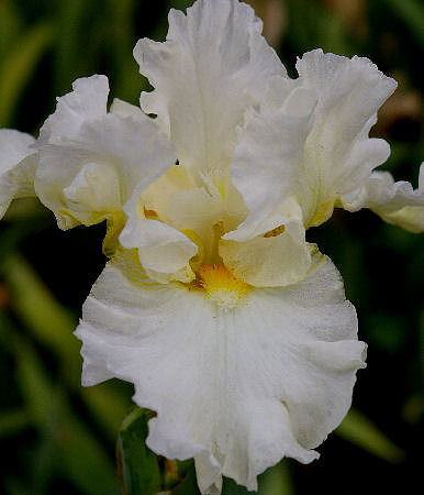 Princess Bride - fragrant reblooming border bearded Iris