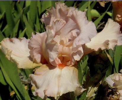 Priscilla of Corinth - reblooming tall bearded Iris