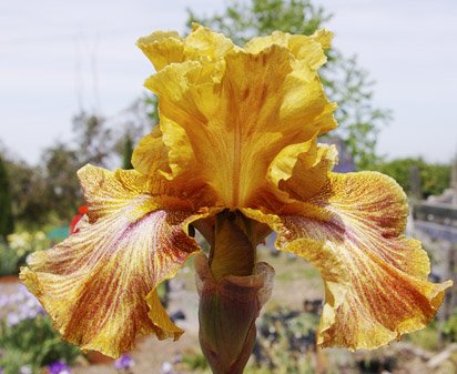 Prize Drawing - tall bearded Iris