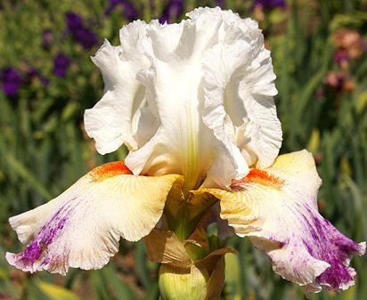 Prototype - tall bearded Iris