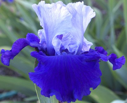 Proud Tradition - reblooming tall bearded Iris