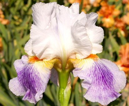 Puccini - tall bearded Iris