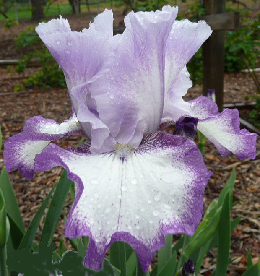 Pure Majestic - tall bearded Iris