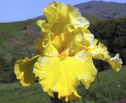 Pure As Gold - reblooming tall bearded Iris