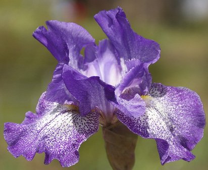 Purple Pepper - tall bearded Iris