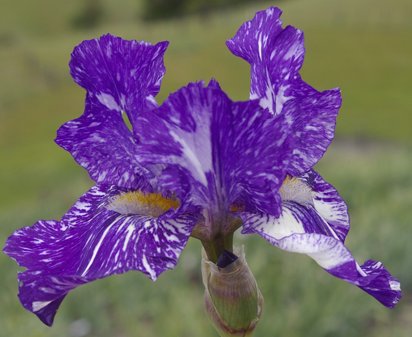 Purple Streaker - tall bearded Iris