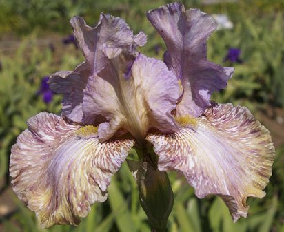 Python'z Parasol - fragrant tall bearded Iris