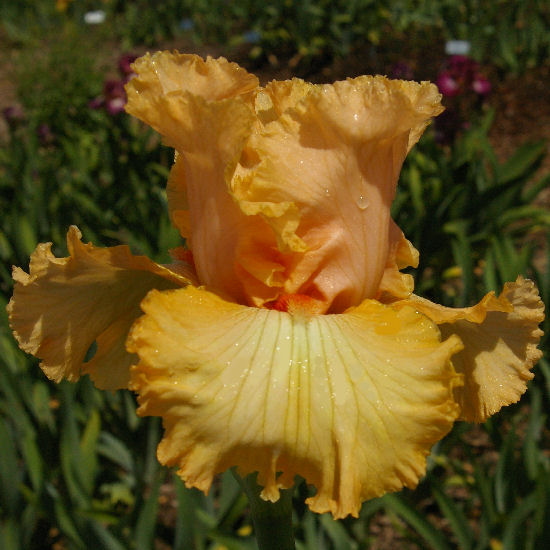 Qualified - fragrant tall bearded Iris