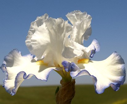 Queen's Circle - reblooming tall bearded Iris