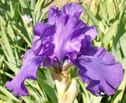 Queen's Violet - fragrant tall bearded Iris