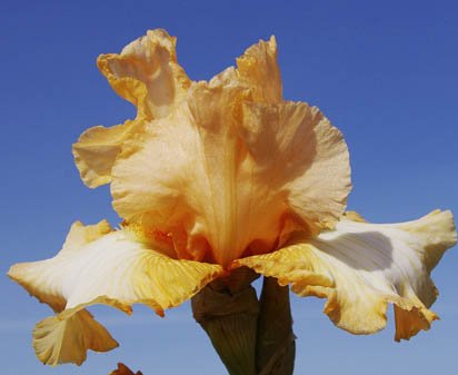 Quick Pick - tall bearded Iris