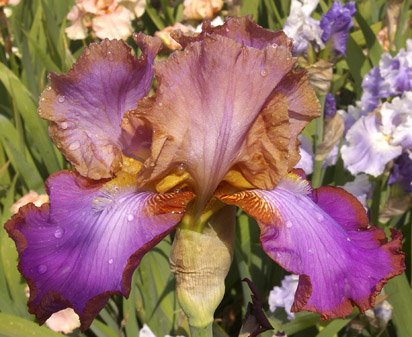Quiet Riot - tall bearded Iris
