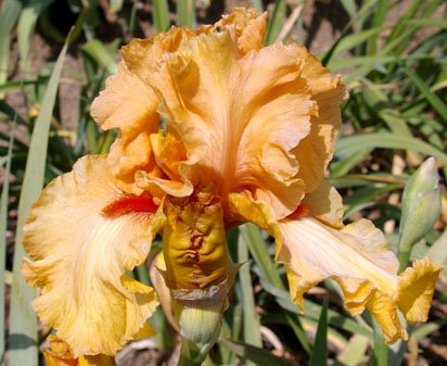 Quito - tall bearded Iris
