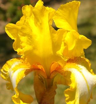 Radiant Apogee - tall bearded Iris